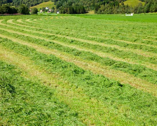 takstmann kategori 2 1